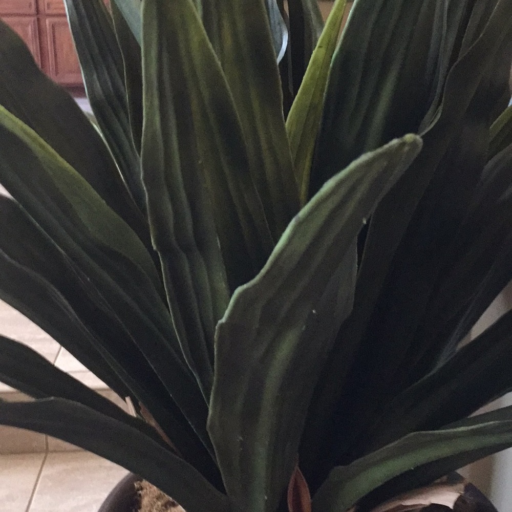 Meet your Posher, Pat